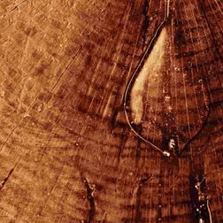 CEDARWOOD ESSENTIAL OIL