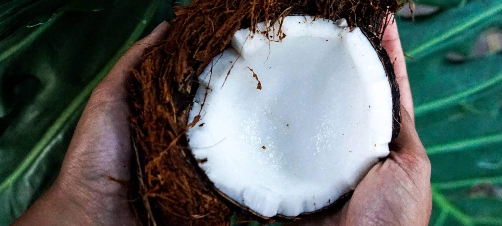 Coconut Ingredients